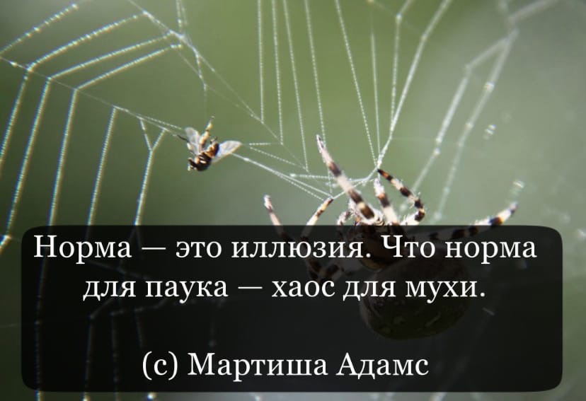 Норма - это иллюзия. Что норма для паука - хаос для мухи.