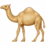 camel_1.png